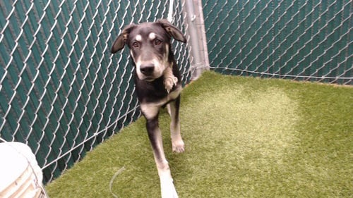 COSMOS - Labrador Retriever available for adoption