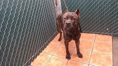 BRENDA - Pit Bull Terrier available for adoption