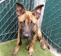FIDO - Photo 1