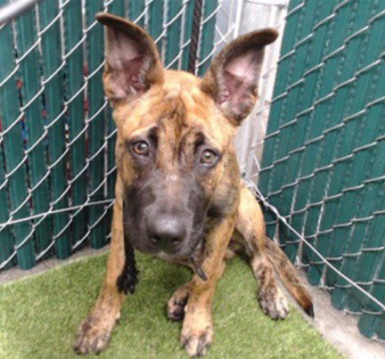 FIDO - German Shepherd Dog / Pit Bull Terrier available for adoption