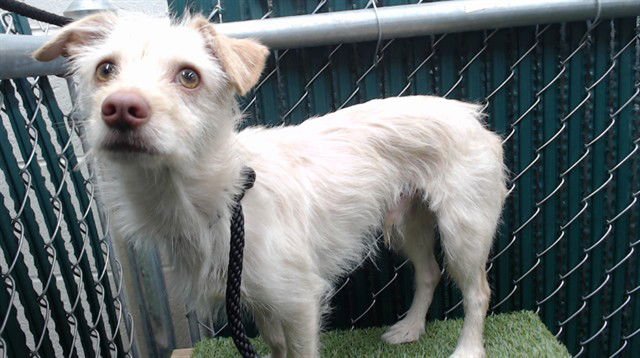 A5751184 - Terrier available for adoption