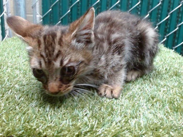 RUNNER - Domestic Short Hair available for adoption