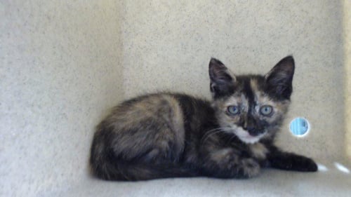 BEAN SPROUT - Domestic Short Hair available for adoption