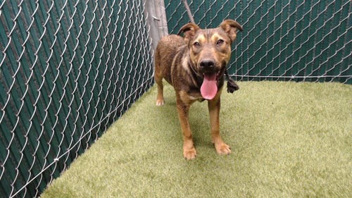 GIGI - German Shepherd Dog / Pit Bull Terrier available for adoption