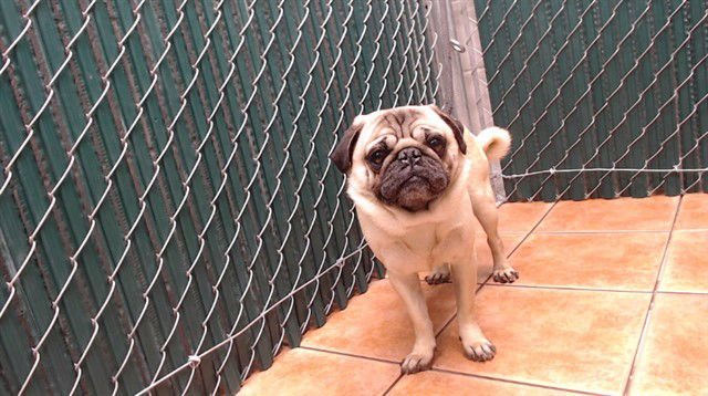 RENO - Pug available for adoption