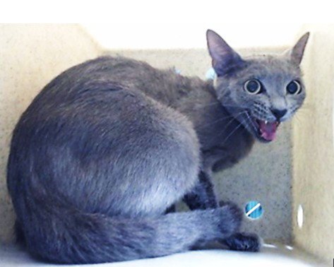 MARIANA - Domestic Short Hair available for adoption