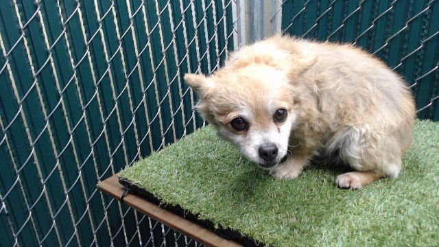 SANDY - Chihuahua available for adoption