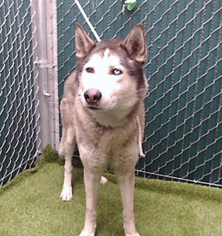 DODGER - Husky available for adoption