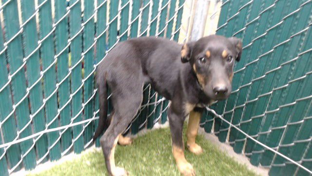 ROWDY - Doberman Pinscher available for adoption