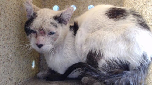 BORIS - Domestic Short Hair available for adoption