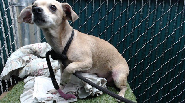 BENITO - Chihuahua available for adoption