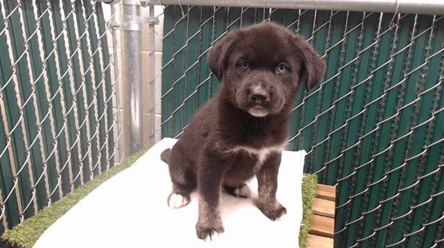 BLUEY - Pit Bull Terrier available for adoption