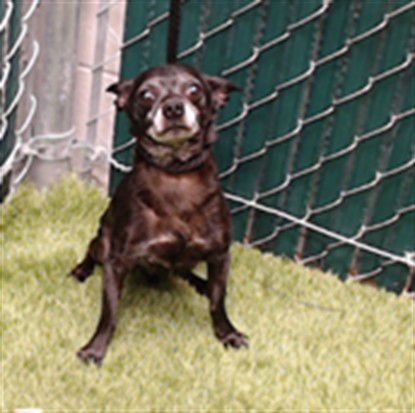 AMBROSE - Chihuahua available for adoption