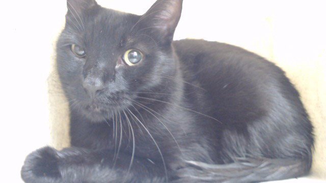 SALEM Image