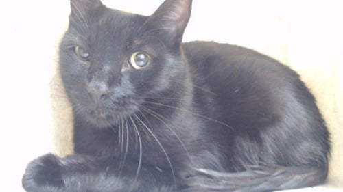 SALEM - Domestic Short Hair available for adoption