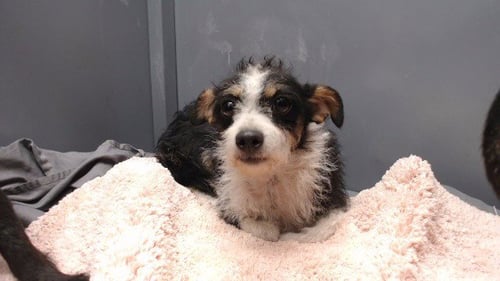 A5795561 - Terrier available for adoption