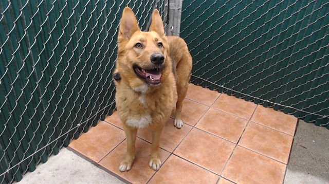 IVORY - German Shepherd Dog available for adoption