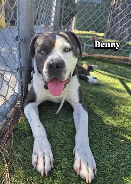 BENNY - Pit Bull Terrier available for adoption