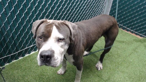 BENNY - Pit Bull Terrier available for adoption