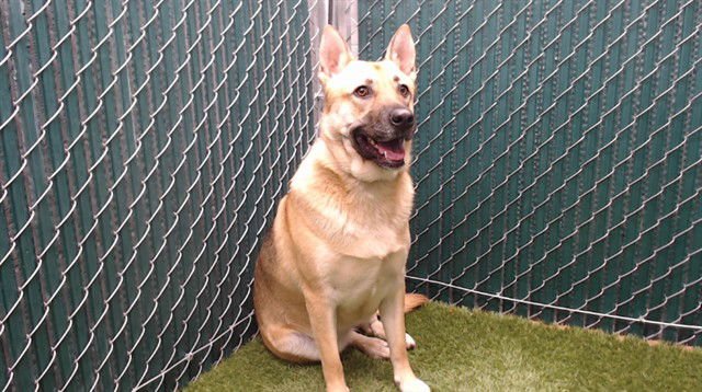 GYPSY - German Shepherd Dog available for adoption