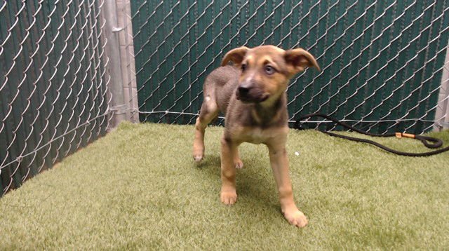 IRMA - German Shepherd Dog available for adoption