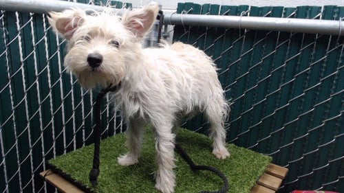 COSITA - West Highland White Terrier Westie available for adoption