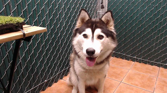 VERONA - Siberian Husky available for adoption