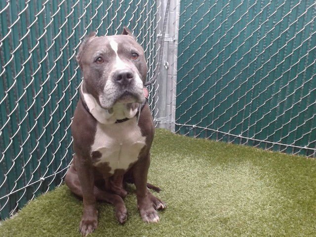 LINUS - Pit Bull Terrier available for adoption