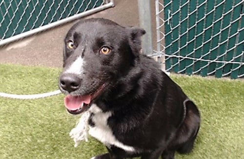 MALCOM - Border Collie available for adoption