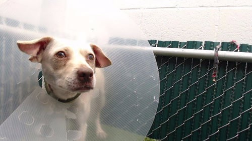 WAYNE - Chihuahua / Terrier available for adoption