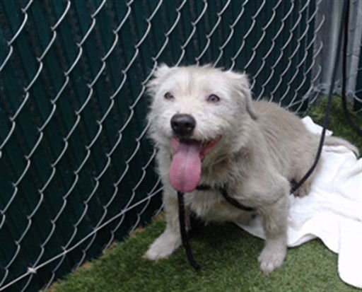 CHONCHA - Terrier available for adoption