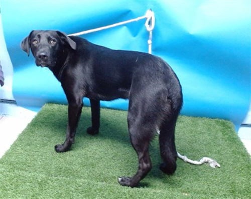 HOODIE - Labrador Retriever available for adoption