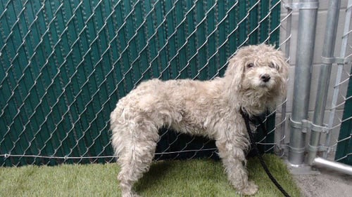 BASIL - Poodle (Miniature) available for adoption