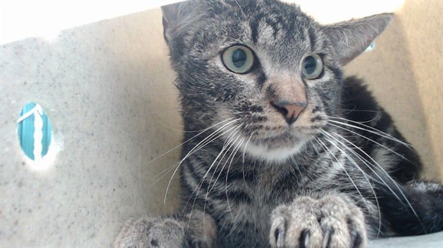 DOMINO - Domestic Short Hair available for adoption