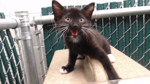 LULU - Domestic Short Hair available for adoption