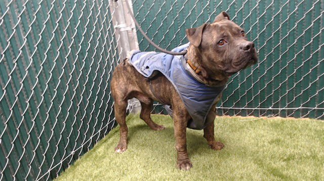 KANE - Pit Bull Terrier available for adoption