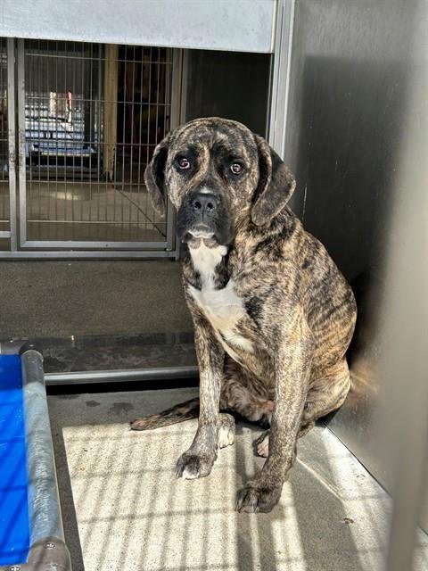 SEVYN - Pit Bull Terrier available for adoption