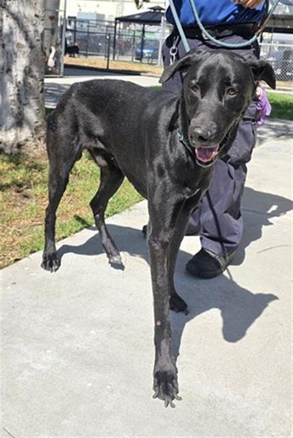 HADER - Great Dane available for adoption