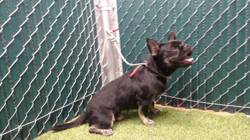 SHOHEI - French Bulldog / Terrier available for adoption