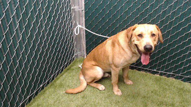 HOMER - Labrador Retriever available for adoption