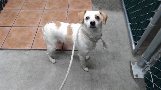 CHLOE - Chihuahua available for adoption