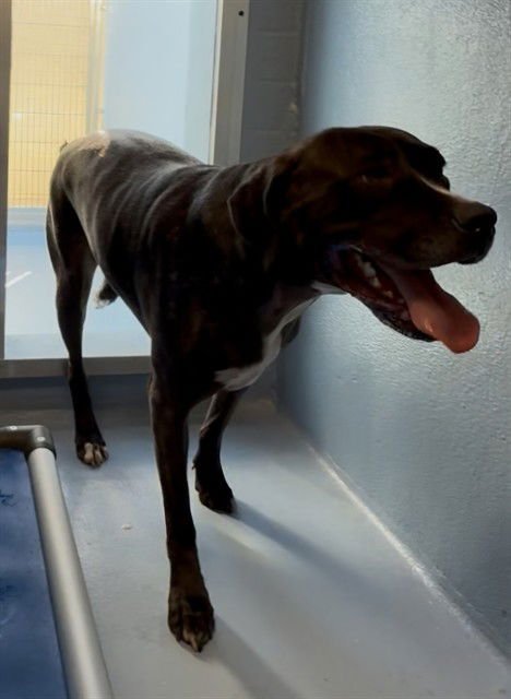 MARGARET - Pit Bull Terrier available for adoption