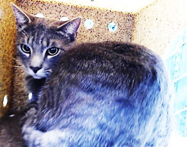 VAN HELSING - Domestic Short Hair available for adoption