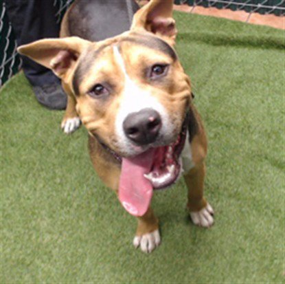 STARSKY - Pit Bull Terrier available for adoption