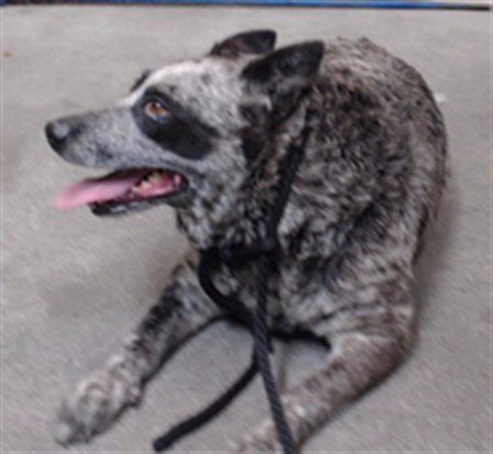 SONRISAS - Australian Cattle Dog/Blue Heeler available for adoption