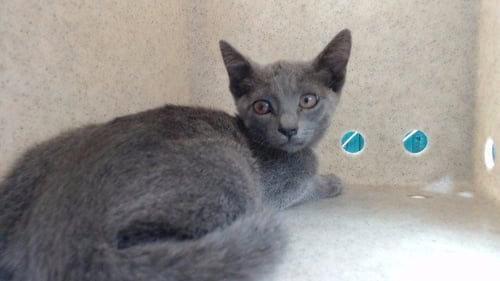 SOFIE - Domestic Short Hair available for adoption