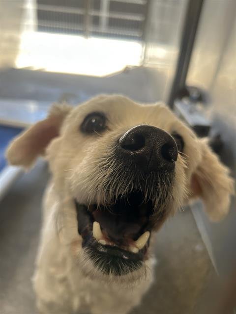 BECKETT - Terrier available for adoption