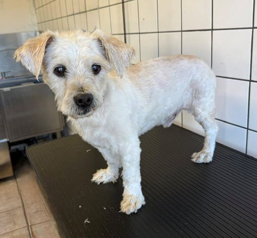 BECKETT - Terrier available for adoption