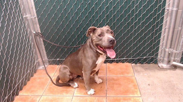 BONNIE - Pit Bull Terrier available for adoption