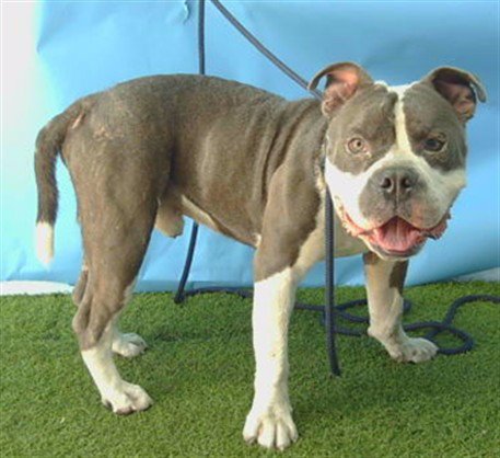 IRON MAN - Pit Bull Terrier available for adoption